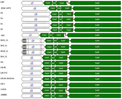 CRISPR-Cas systems feature and targeting phages diversity in Lacticaseibacillus rhamnosus strains